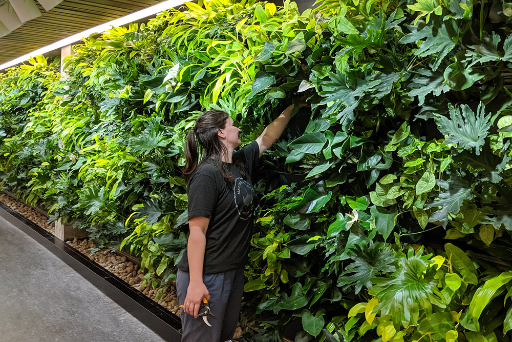 plant wall in office
